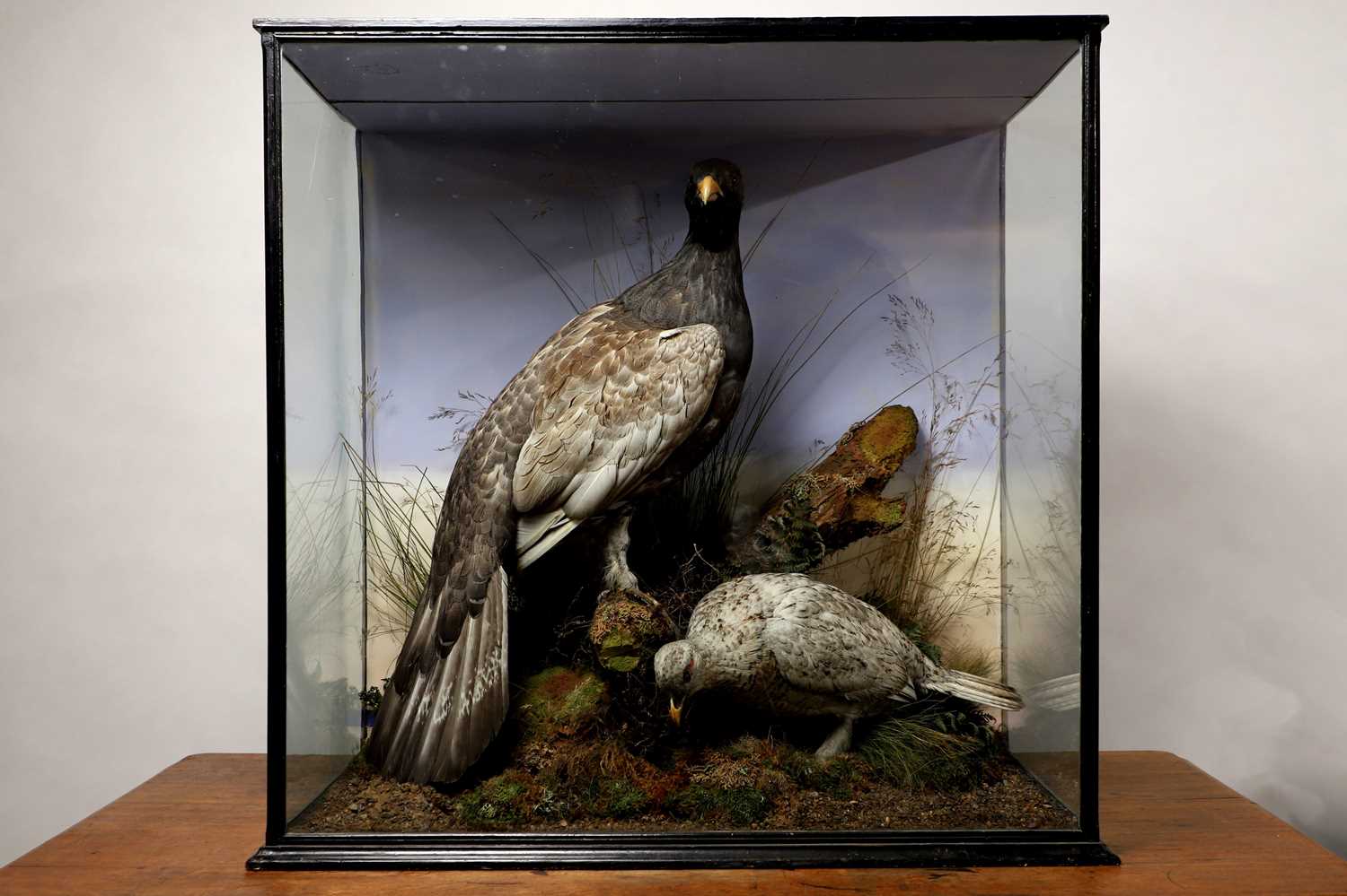 Lot 119 - Taxidermy: a male and female capercaillie