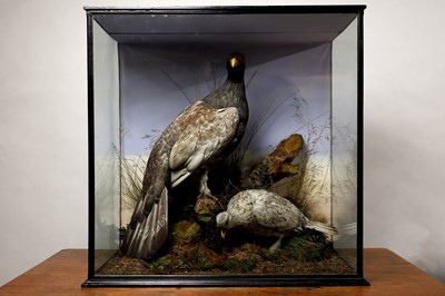 Lot 119 - Taxidermy: a male and female capercaillie