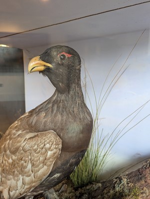 Lot 119 - Taxidermy: a male and female capercaillie