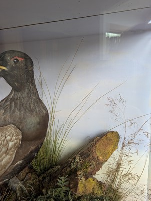 Lot 119 - Taxidermy: a male and female capercaillie