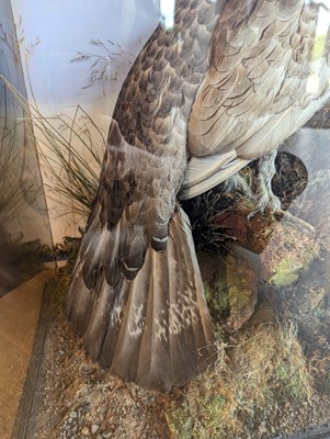 Lot 119 - Taxidermy: a male and female capercaillie