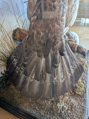 Lot 119 - Taxidermy: a male and female capercaillie