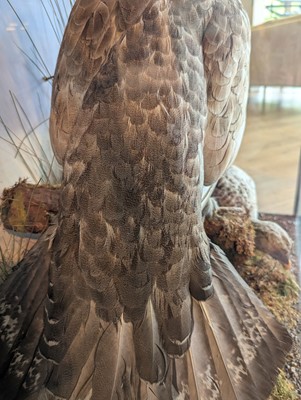 Lot 119 - Taxidermy: a male and female capercaillie