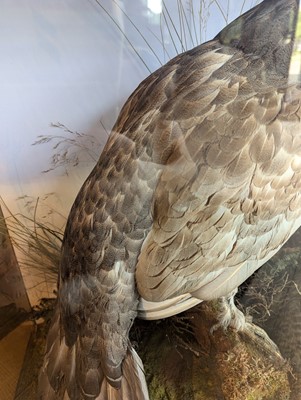 Lot 119 - Taxidermy: a male and female capercaillie