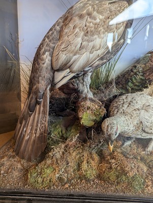 Lot 119 - Taxidermy: a male and female capercaillie
