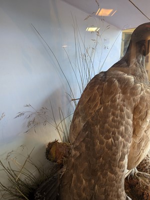Lot 119 - Taxidermy: a male and female capercaillie