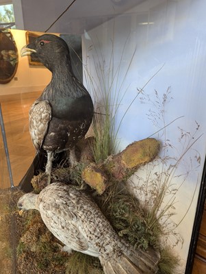 Lot 119 - Taxidermy: a male and female capercaillie