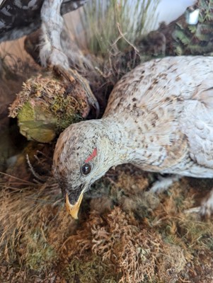 Lot 119 - Taxidermy: a male and female capercaillie