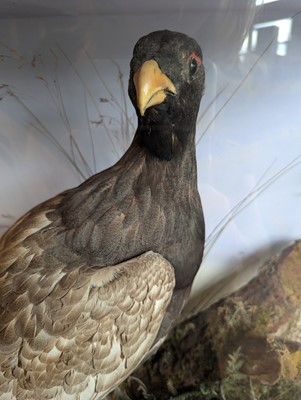 Lot 119 - Taxidermy: a male and female capercaillie