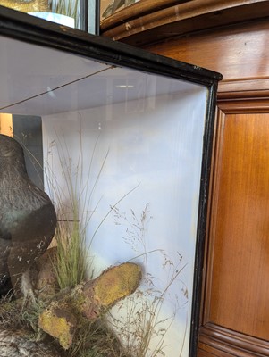 Lot 119 - Taxidermy: a male and female capercaillie
