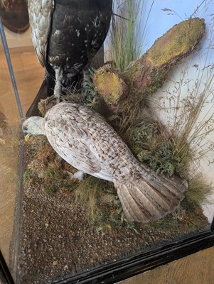 Lot 119 - Taxidermy: a male and female capercaillie