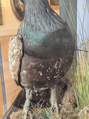 Lot 119 - Taxidermy: a male and female capercaillie