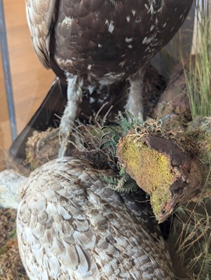 Lot 119 - Taxidermy: a male and female capercaillie