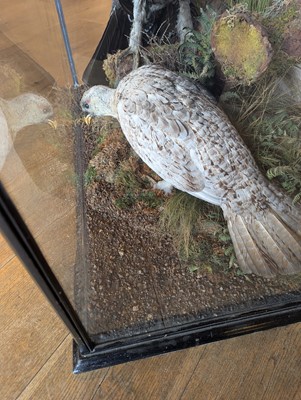 Lot 119 - Taxidermy: a male and female capercaillie