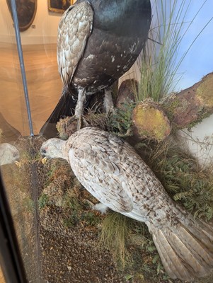 Lot 119 - Taxidermy: a male and female capercaillie