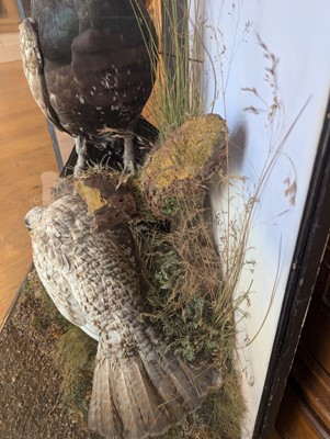 Lot 119 - Taxidermy: a male and female capercaillie