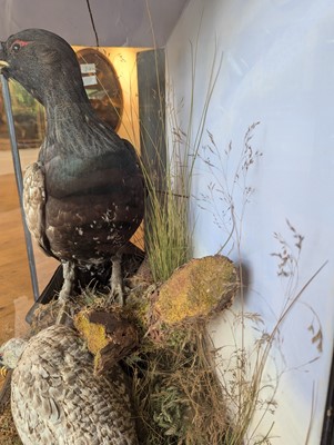Lot 119 - Taxidermy: a male and female capercaillie