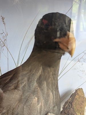 Lot 119 - Taxidermy: a male and female capercaillie