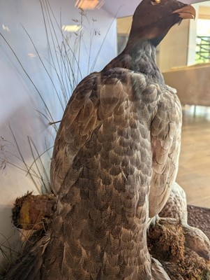 Lot 119 - Taxidermy: a male and female capercaillie
