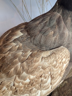 Lot 119 - Taxidermy: a male and female capercaillie