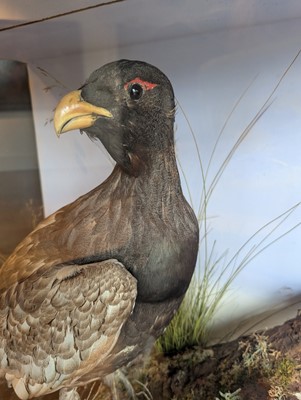 Lot 119 - Taxidermy: a male and female capercaillie