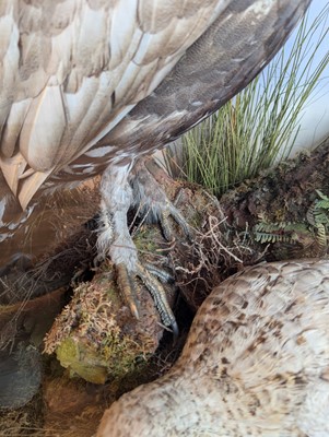 Lot 119 - Taxidermy: a male and female capercaillie