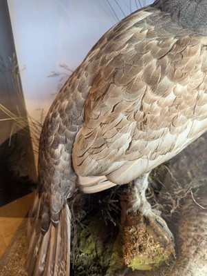 Lot 119 - Taxidermy: a male and female capercaillie