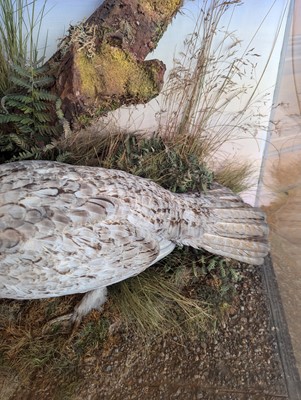 Lot 119 - Taxidermy: a male and female capercaillie