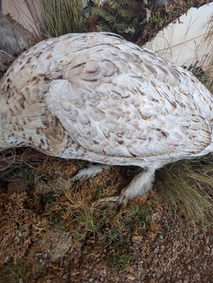 Lot 119 - Taxidermy: a male and female capercaillie