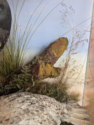 Lot 119 - Taxidermy: a male and female capercaillie
