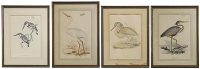 Lot 302 - Edward Lear (1812-1888) and John Gould (1804-1881)