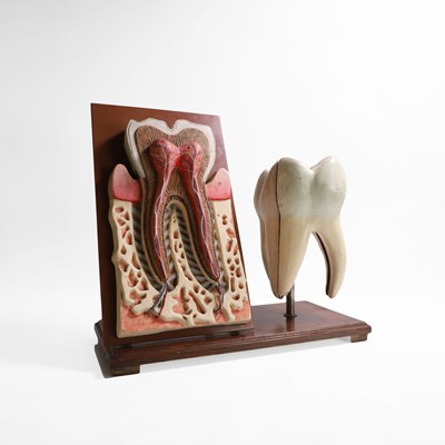 Lot 452 - A painted wood and plaster sectional dental teaching aid