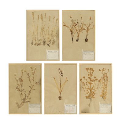 Lot 360 - A set of five framed pressed flower specimens