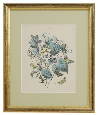 Lot 555 - William Forsell Kirby (1844-1912)
