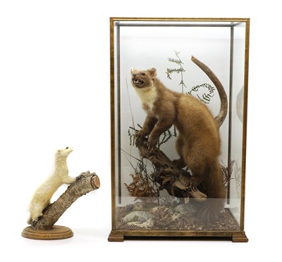 Lot 424 - A taxidermy of a pine marten