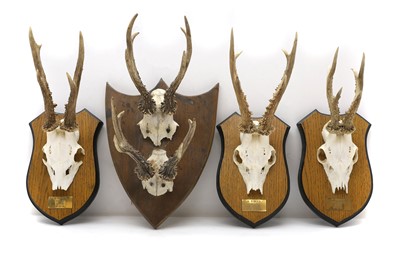 Lot 333 - A group of mounted deer skulls