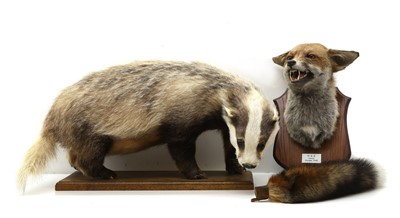 Lot 422 - Taxidermy, a badger and fox