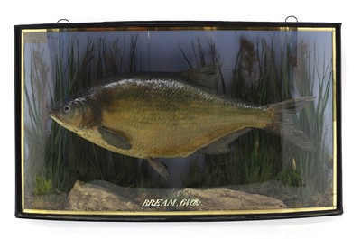 Lot 421 - Taxidermy: a bream