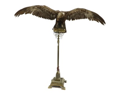 Lot 431 - Taxidermy: Golden Eagle