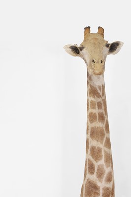 Lot 160 - A taxidermy giraffe shoulder mount (Giraffa giraffa)