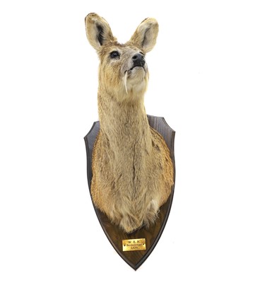 Lot 423 - Taxidermy: a Chinese water deer