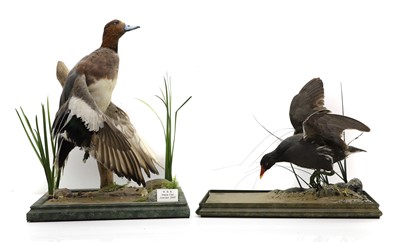 Lot 336 - Taxidermy: a wigeon and common moorhen