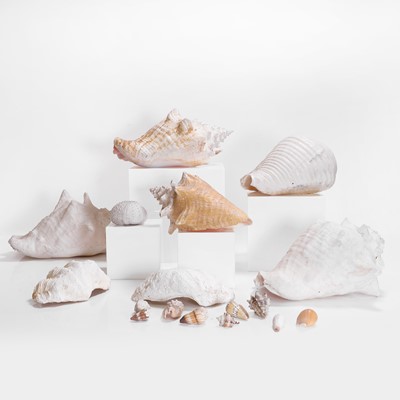 Lot 109 - A collection of shells