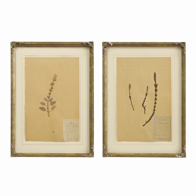 Lot 361 - A pair of pressed flower specimens