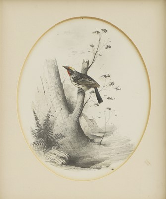 Lot 290 - Edward Lear (1812-1888)