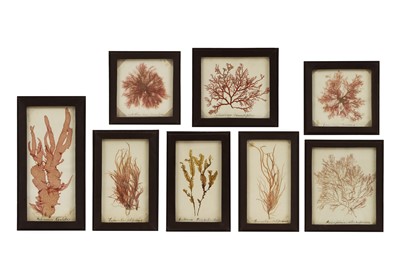 Lot 481 - A collection of framed algae specimens