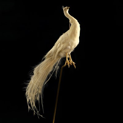 Lot 490A - A taxidermy white peacock