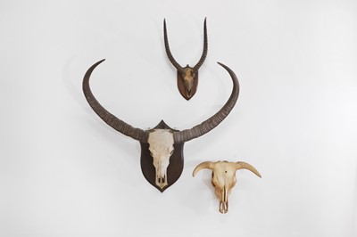 Lot 137 - A large cow trophy skull