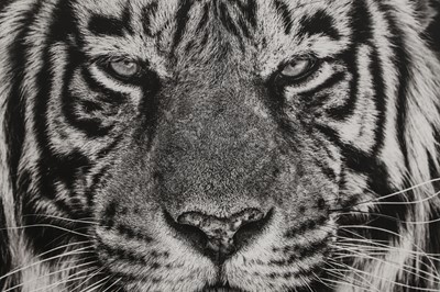 Lot 437 - David Yarrow (b.1956)