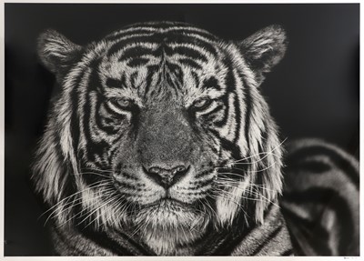 Lot 437 - David Yarrow (b.1956)